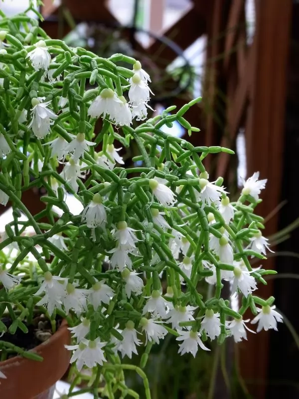 Rhipsalis cereuscula