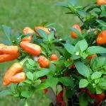 Capsicum baccatum