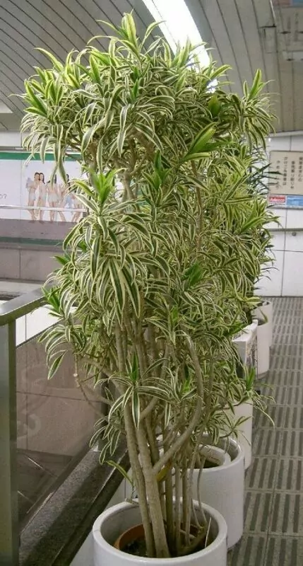 Pleomele reflexa (Dracaena reflexa) 