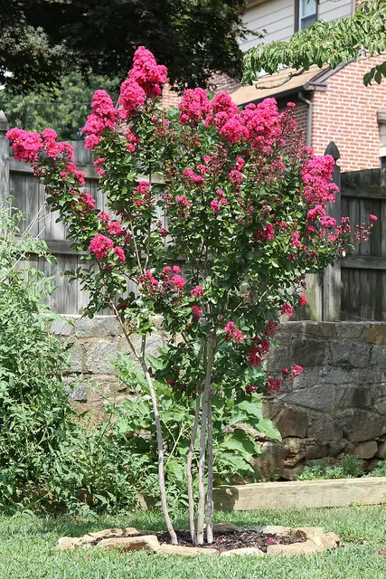 lagerstroemia indica