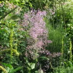 Thalictrum rochebruneanum