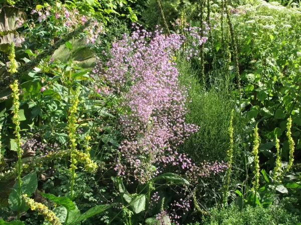 Thalictrum rochebruneanum
