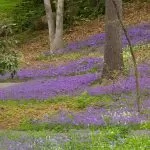 Phlox stolonifera