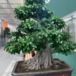 Tutto quello che vorreste sapere sui bonsai ma non avete mai osato chiedere. Intervista a Casita Hermosa.