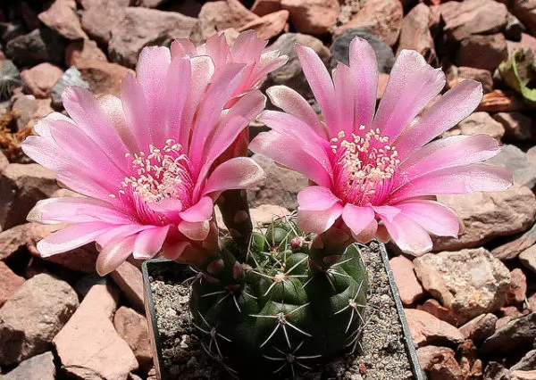 cactus gymnocalycium denudatum rosa