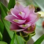 Curcuma alismatifolia