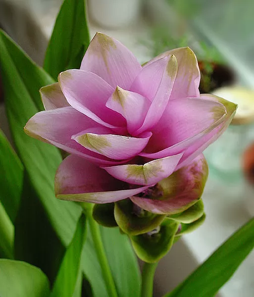 Curcuma Alismatifolia o Tulipano del SIAM