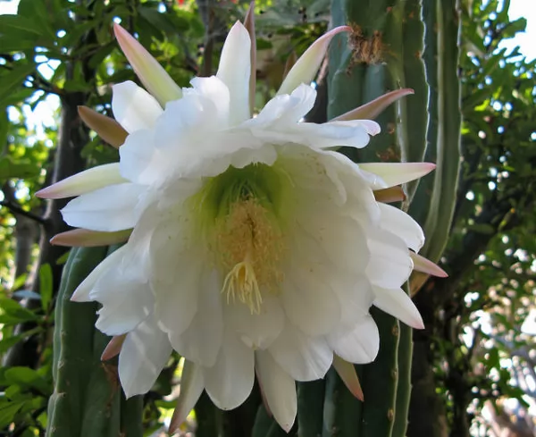 cactus di san pedro