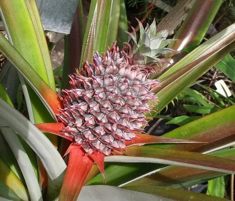 consigli coltivazione e cura ananas comosus