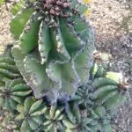 Euphorbia horrida