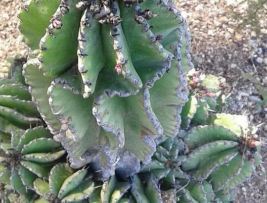 Euphorbia horrida