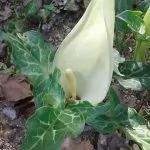 Arum italicum (Calla Selvatica)