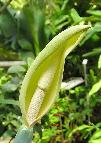 fioritura alocasia