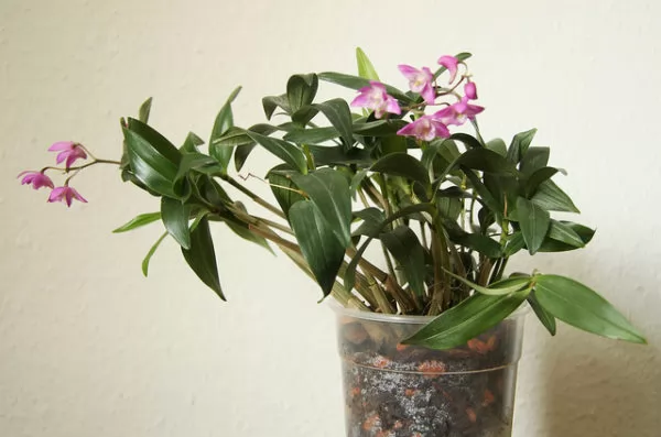 Dendrobium Kingianum vaso