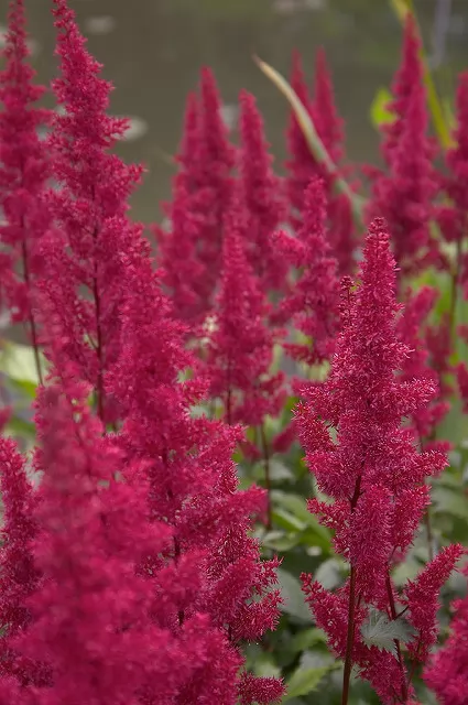 Astilbe x Arendsii Fanal