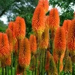 Tritoma o Kniphofia