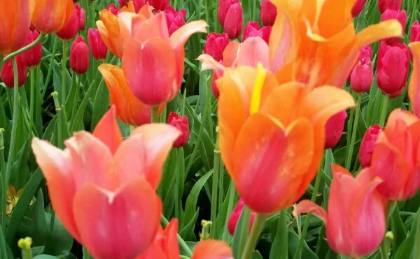 Tulipano 'Temple of Beauty' (single late tulip)