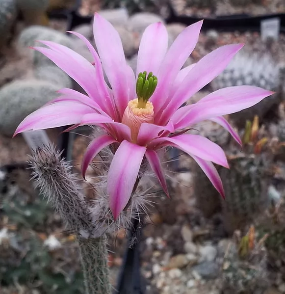 Echinocereus poselgeri