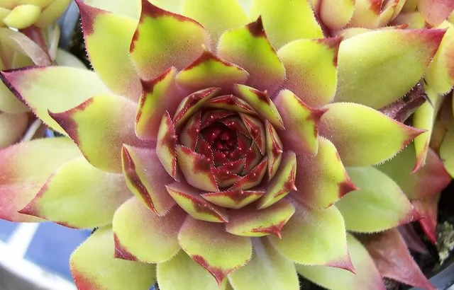 Sempervivum