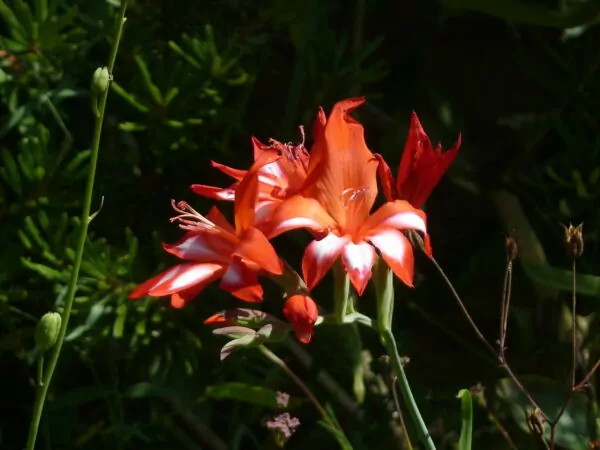 Gladiolus cardinalis 