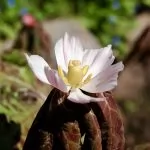 Podophyllum hexandrum ( Sinopodophyllum hexandrum)