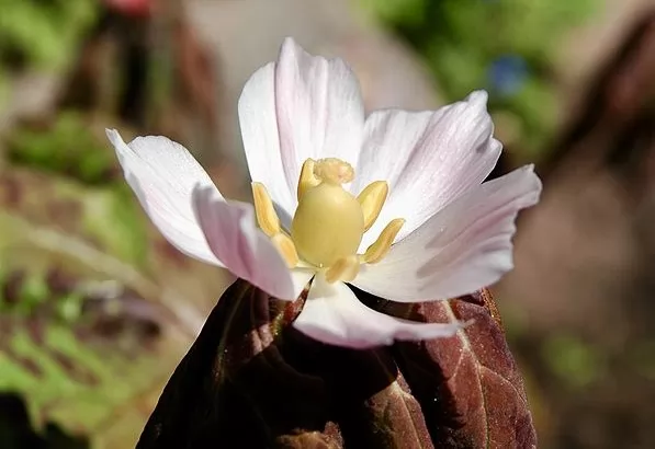 Podophyllum hexandrum