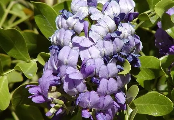 Sophora secundiflora