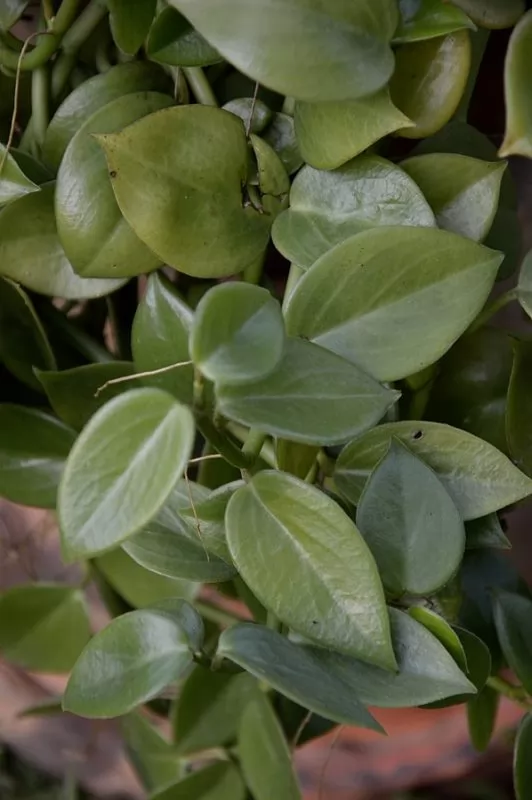 Peperomia scandens