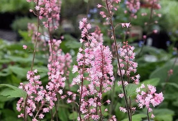 Heucherella