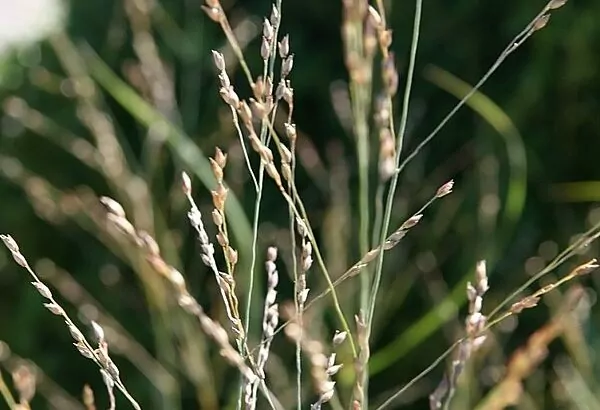 Panicum virgatum