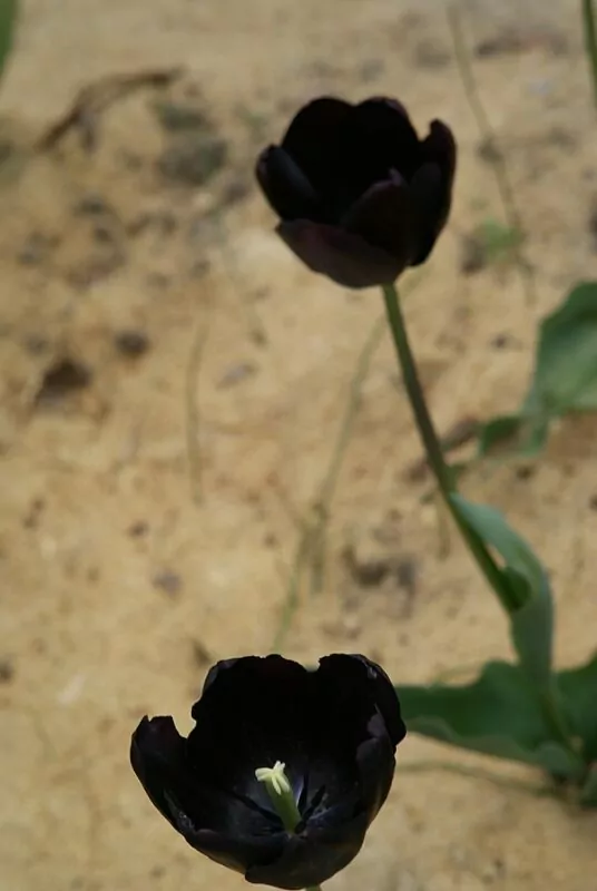 Tulipa Cafe noir