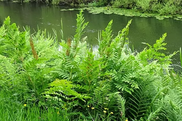 Osmunda regalis - Felce Florida