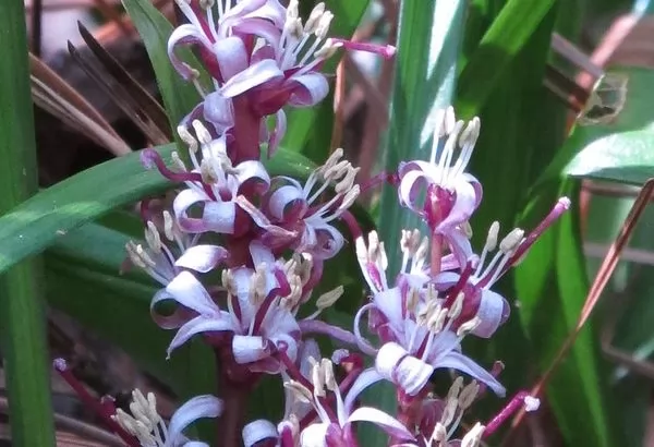 Reineckea carnea