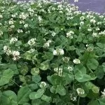 Trifoglio (Trifolium)