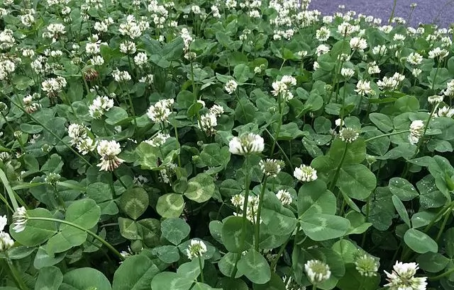 Trifolium