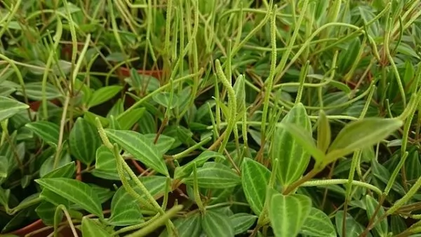 Peperomia angulata 