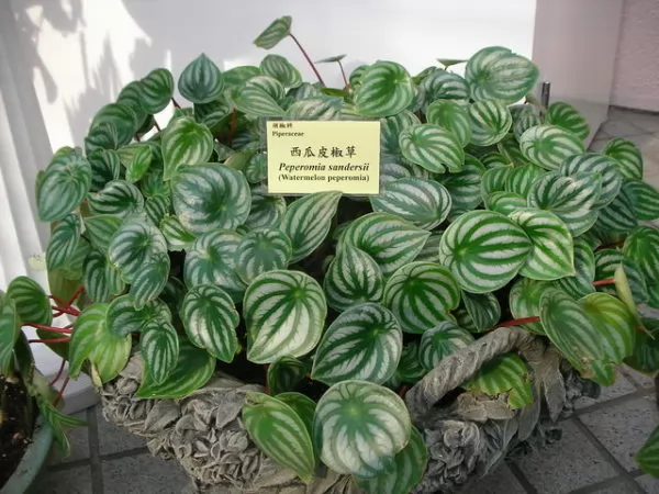 Peperomia sandersii 