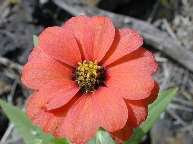 Fiore Rosso Arancio di Zinna Peruviana