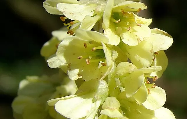 Corylopsis