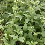 Stevia rebaudiana