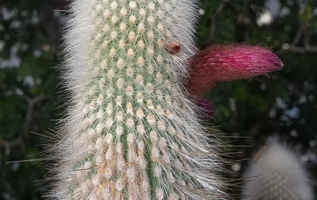 Cleistocactus