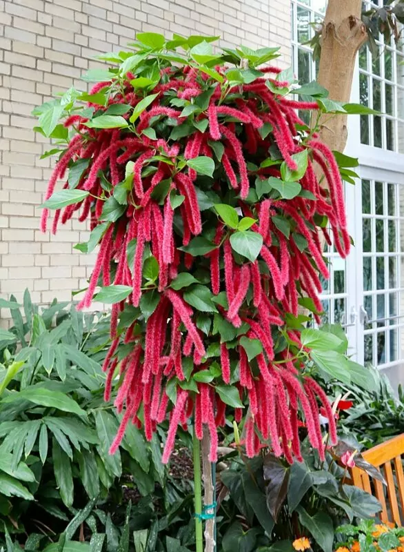 Acalypha