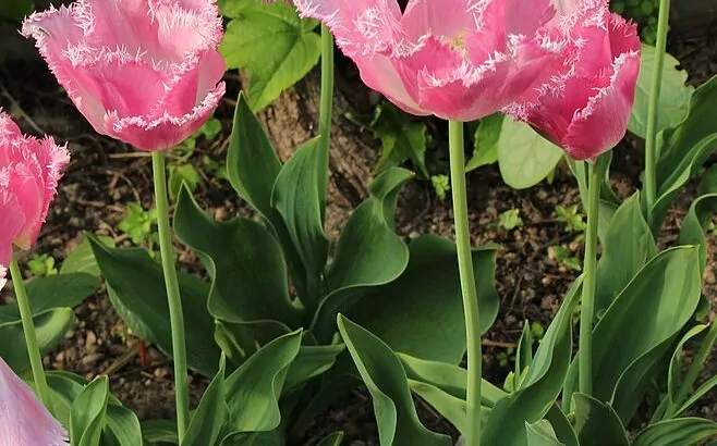 Tulipani sfrangiati