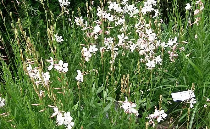 Gaura lindheimeri