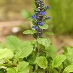 Bugola (Ajuga reptans)