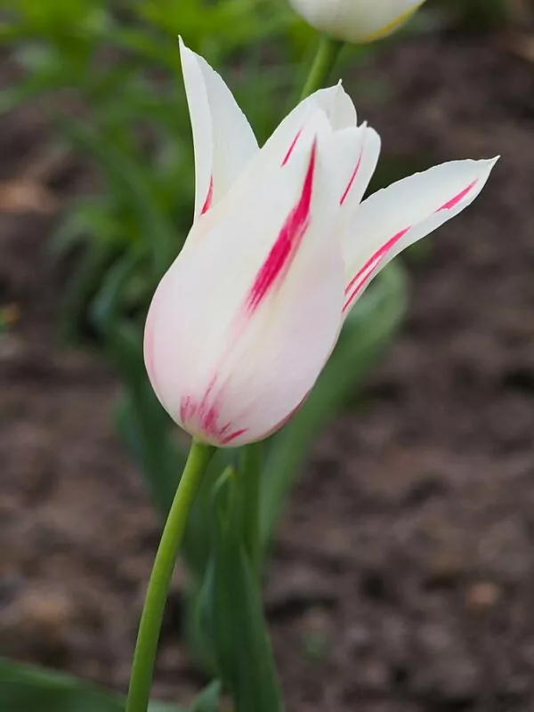 Tulipano a fiori di giglio Marilyn