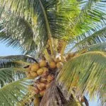 Cocos nucifera