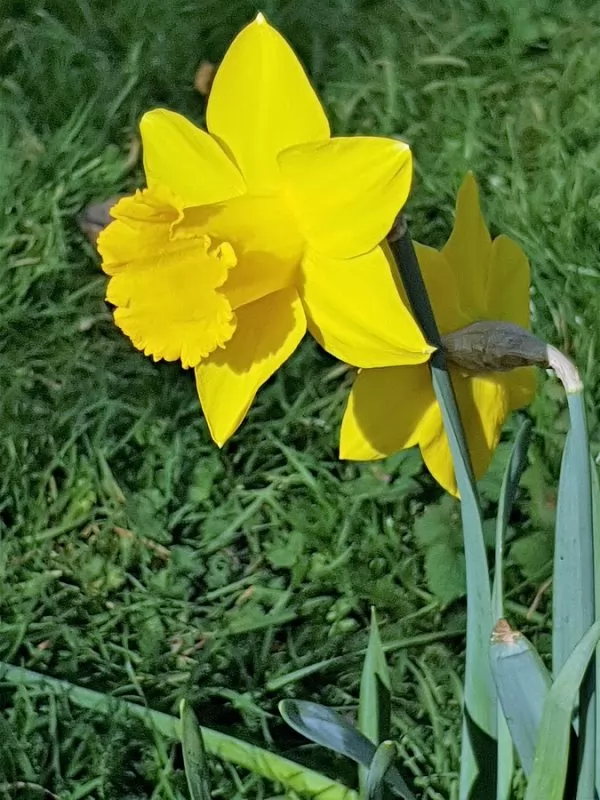 Narciso trombone (Narcissus pseudonarcissus) 