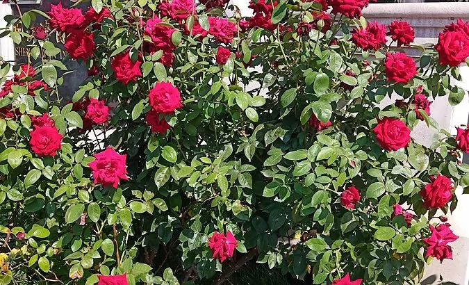 rose arbustive e paesaggistiche