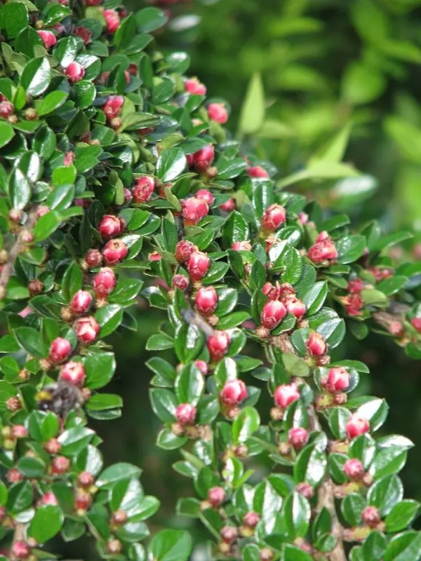 Cotoneaster horizzontalis